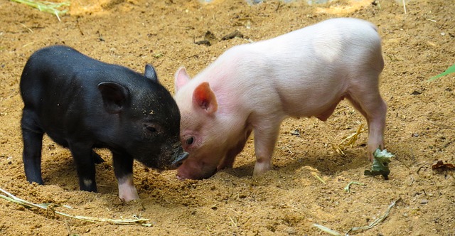 Différences entre le jambon ibérique et le jambon Serrano