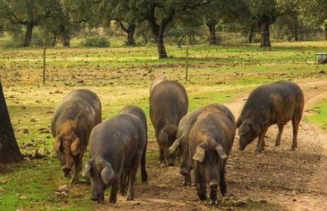 Jambon Pata Negra, le véritable langage du jambon ibérique