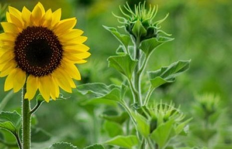 Graines de tournesol Facundo, graines de tournesol espagnoles