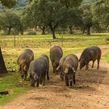 Jambon Pata Negra, le véritable langage du jambon ibérique