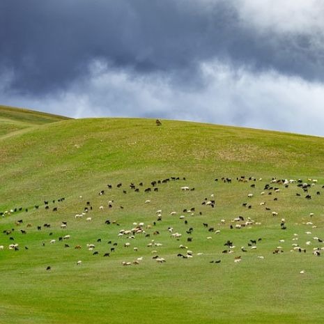 Le fromage de chèvre, la saveur qui vient du paysage