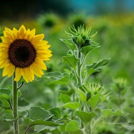 Facundo sunflower seeds, Spanish sunflower seeds